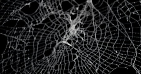 Wall Mural - slow focus of a real spooky spider web. halloween spiderweb background.