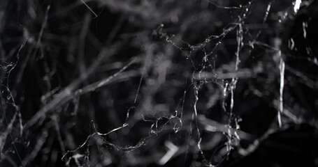 Wall Mural - pushing through a mess of spooky cobwebs at night. halloween spider web background.