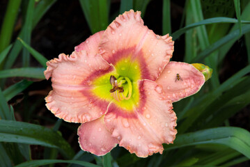 Raindrops on multicolored daylily with ruffled vibrant pink petals and red eye pattern surrounding the green throat (Hemerocallis 'Elegant Candy'). Note tiny fly resting on flower petal.