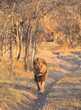 male lion in the wild walking