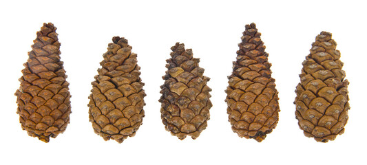 Wall Mural - Pine cone isolated on white background.