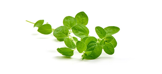 Fresh Marjoram (Origanum majorana) herb, isolated on white background.