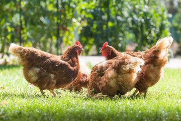 Poster - Rooster and chickens in the farmyard