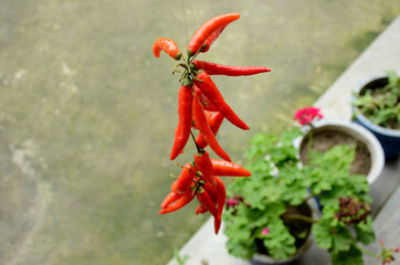 Sticker - Bunch of red ripe dried chilly hanging with a thread