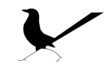 Silhouette of magpie