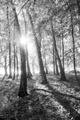  Wald (s/w)