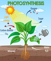 Wall Mural - Diagram showing process of photosynthesis in plant