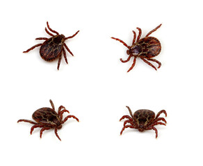 Wall Mural - Tick isolated on white background