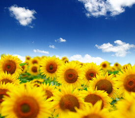 Poster - field of blooming sunflowers