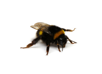 Wall Mural - Buff-tailed bumblebee, Bombus, isolated on white