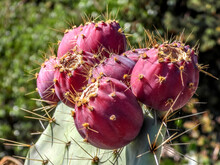 Fruit Du Cactus Figue De Barbarie