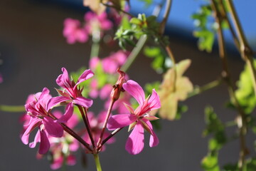 Wall Mural - pink and white flowers