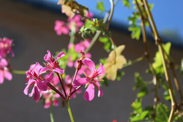 Wall Mural - pink flowers in the garden