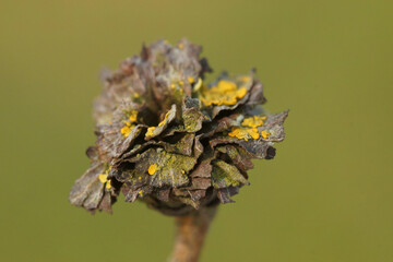 Closeup an infected Salix  by Willow Rose Gall midge