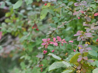 Poster - red currant bush