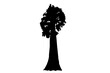Sequoia, biggest tree in the world illustration. Sequoiadendron giganteum symbol. 