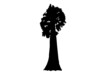 Sequoia, biggest,  tree in the world illustration. Sequoiadendron giganteum symbol. Enormous tree. Vector. 