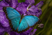 Peleides Blue Morpho - Blue Tropical Butterfly On The Violet Flower