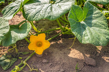 Yellow Flowering Pumpkin Plant On A Sunny Day In Spring. The Photo Was Taken At A Specialized Pumpkin Growing Company In The Dutch Province Of North Brabant.