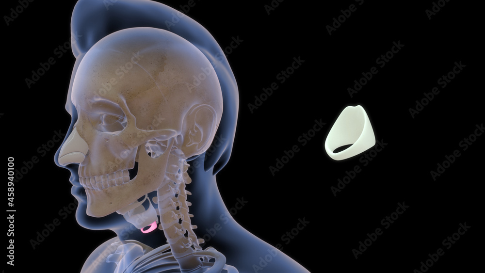 cricoid cartilage is to provide attachments for the cricothyroid muscle ...