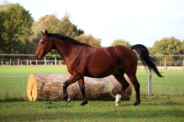 Wall Mural - brown quarter horse is running on the paddock