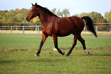 Wall Mural - brown quarter horse is running on the paddock