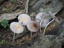 Pleated Inkcap Mushroom (parasola Plicatilis) Grow In Moist Forests