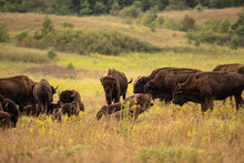 Bisons In The Field