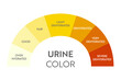 Urine color chart. Pee hydration and dehydration test strip. Vector design for medical education poster.