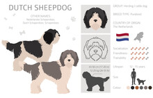 Dutch Sheepdog Schapendoes Clipart. Different Poses, Coat Colors Set