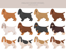 English Cocker Spaniel Clipart. Different Poses, Coat Colors Set