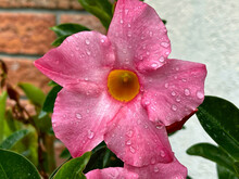 A Pink Flower Covered By Rain Drops