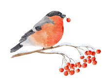 Watercolor Bullfinch Sits On Snow-covered Branch Of Rowan Isolated On White Background. Hand Drawn Watercolor Illustration.