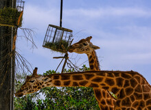 Hungry Giraffs At Sydney Zoo