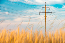 Summer Field Of Wheat With Power Line