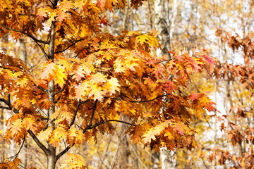 Canvas Print - Autumn park nature scene. Red oak tree branch with colorful yellow orange brown leaves. Beautiful foliage, seasonal fall wallpaper.