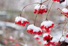 Snow-covered Bunches Of Viburnum With Red Berries. Red Berries Of Viburnum In Winter