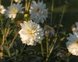 Kwiaty białych Dalii w ogrodzie