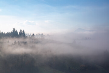  Amazing foggy morning. Landscape with high mountains. Forest of the pine trees. The early morning mist. Touristic place. Natural scenery.