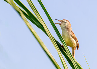 Wall Mural - Plain Prinia A song bird