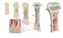 Development Of Bone (osteogenesis) From Cartilage To Adult Bone.