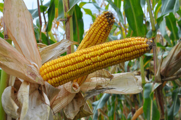 Wall Mural - A cob ripened on a corn stalk