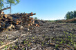 Clear Cut Logging Deforestation Habitat Destruction and Environmental Damage