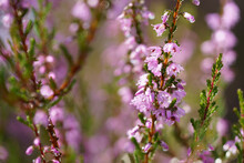 Closeup Shot Of Purple Common Heather Flowers