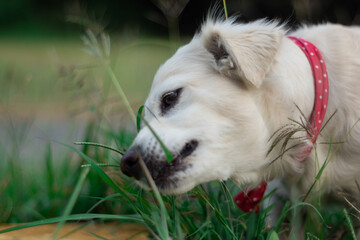 Portrait of an adorable white domestic dog with a red buckle collar eating grass in a field