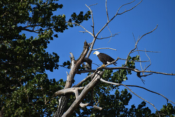 Wall Mural - mature american bald eagle perched on a bare branch in a tree with bright blue sky in the background