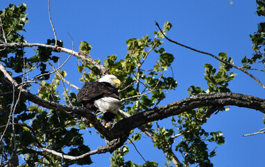 Wall Mural - mature american bald eagle perched on a bare branch in a tree with bright blue sky in the background