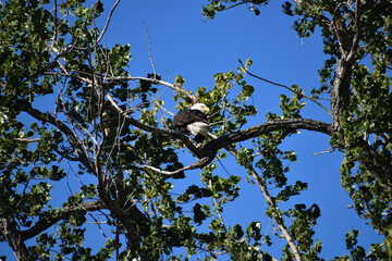 Wall Mural - mature american bald eagle perched on a bare branch in a tree with bright blue sky in the background
