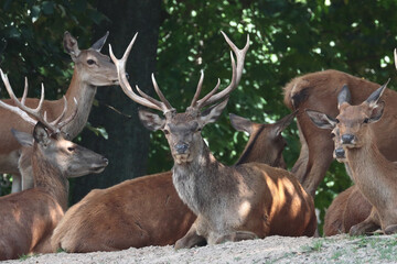 Poster - Beautiful shot of deers in a forest