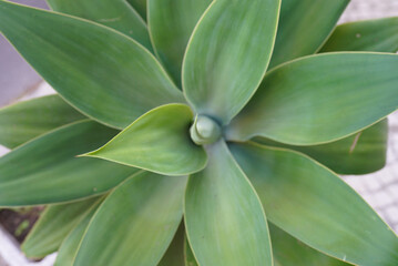 Poster - Top view of a potted houseplant